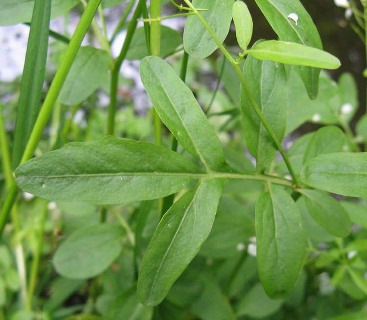 Cardamine amara (Brassicaceae)